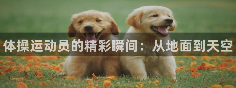 必发官方正版app官网:体操运动员的精彩瞬间:从地面到天空